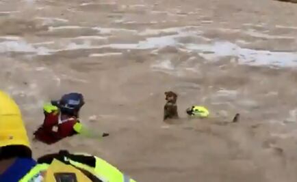 Rescatan a perro y a su dueño de corriente ocasionada por "Fernand"