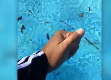 Video. Alberca se congela por ola de frío en Florida