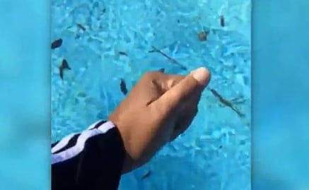 Video. Alberca se congela por ola de frío en Florida