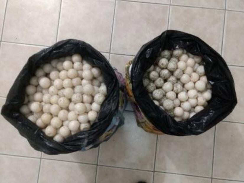 Arrestan en Oaxaca a mujer con dos mil huevos de tortuga