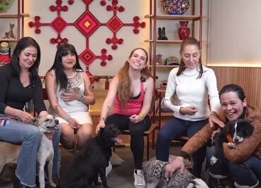 México es el país de Latinoamérica que más abandona animales de compañía: Sheinbaum llama a la adopción