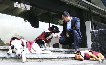Por frío, Secretaría de Finanzas de Veracruz pone chalecos a perritos que adoptó