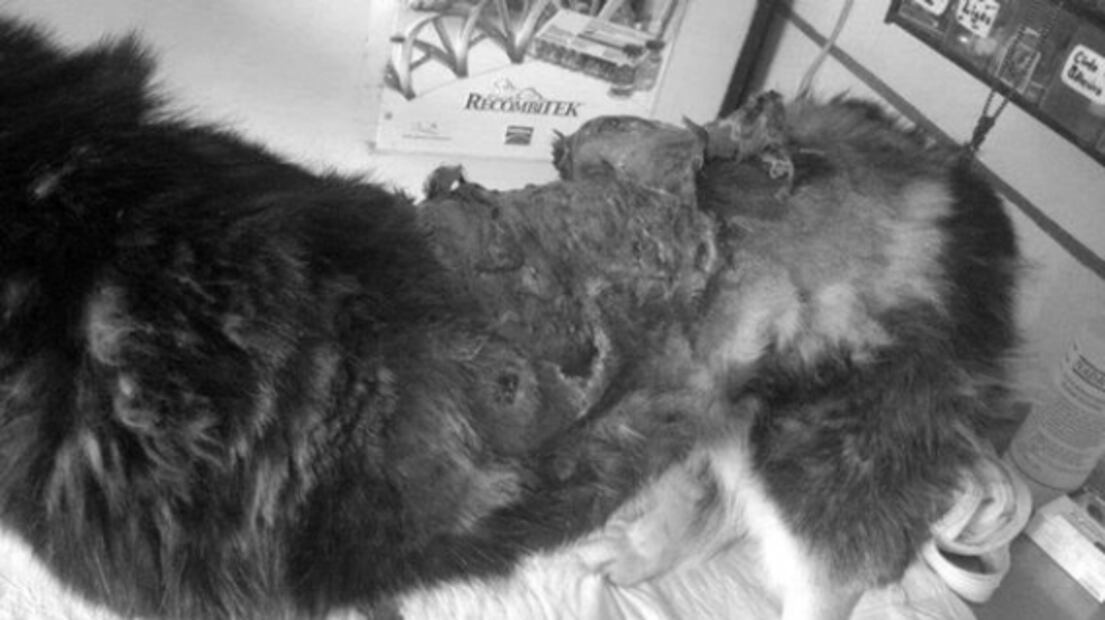 Perros y gatos, los más maltratados en CDMX