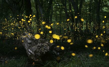 Abren santuario de luciérnagas en Puebla