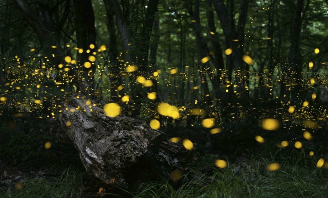 Las luciérnagas no se pueden tocar. (Foto: iStock)