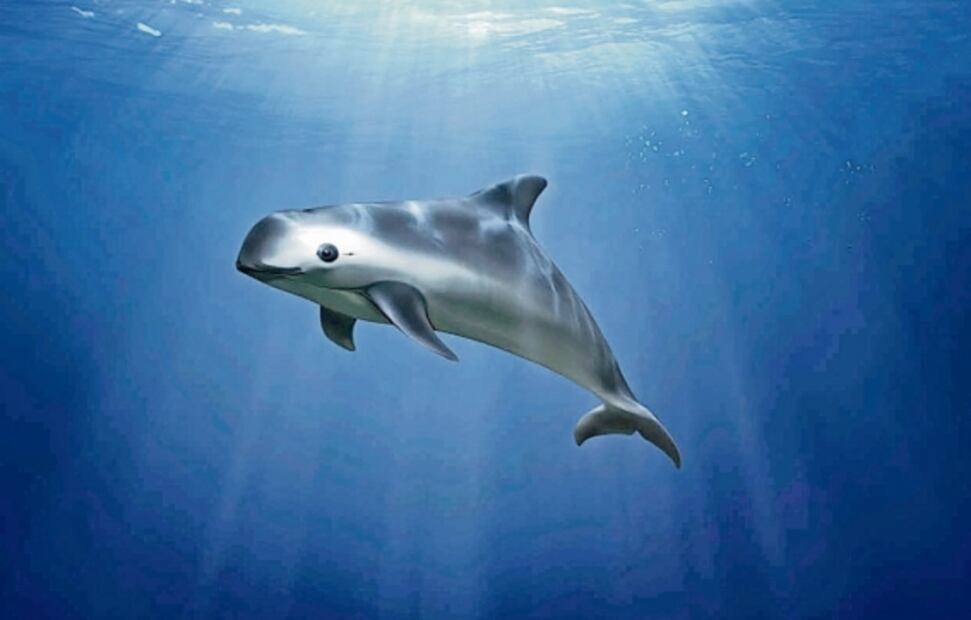 Aprende en Casa II de la SEP: ¿Qué son las especies endémicas?