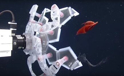 Origami inspira herramienta para capturar especies marinas frágiles