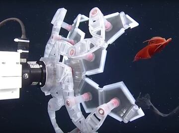 Origami inspira herramienta para capturar especies marinas frágiles