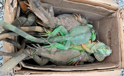 Recuperan 192 iguanas verdes transportadas ilegalmente en cajas, en Oaxaca; Profepa reporta la muerte de 31 ejemplares