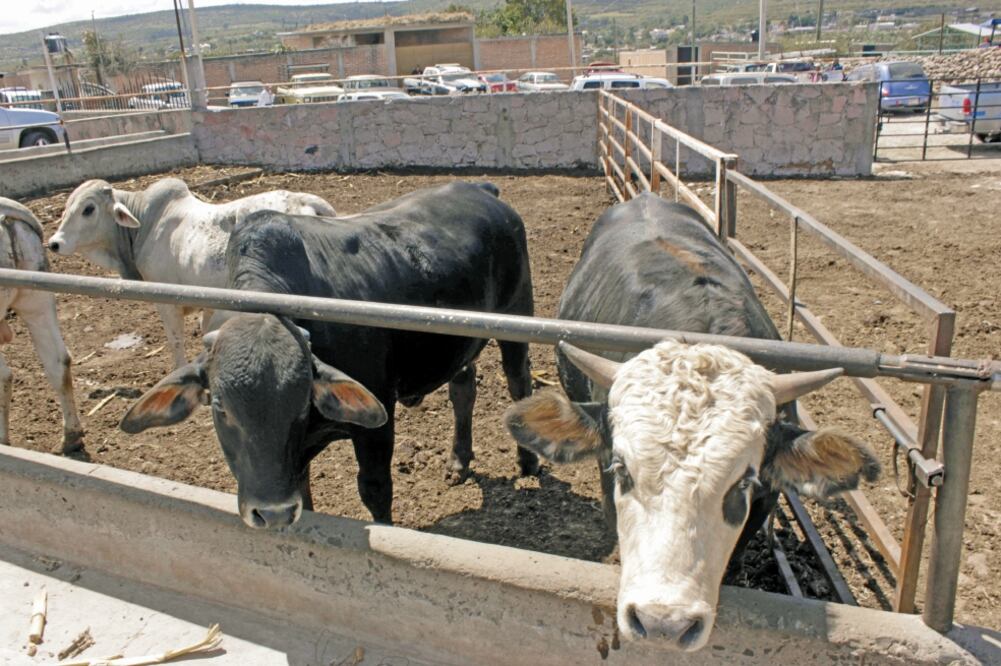 Según Concamex, la presencia de ganado y otros recursos es un riesgo para la operación de empresas, debido a la inseguridad en zonas rurales. (ARCHIVO EL UNIVERSAL)