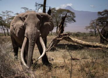 Turista muere pisoteado por un elefante en Sudáfrica