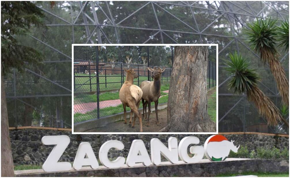 Zoológico de Zacango. Foto: Especial