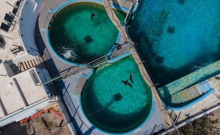 Profepa sanciona al Acuario de Veracruz por maltrato a delfines y lobos marinos; los obligaban a realizar maromas, bailes y saltos