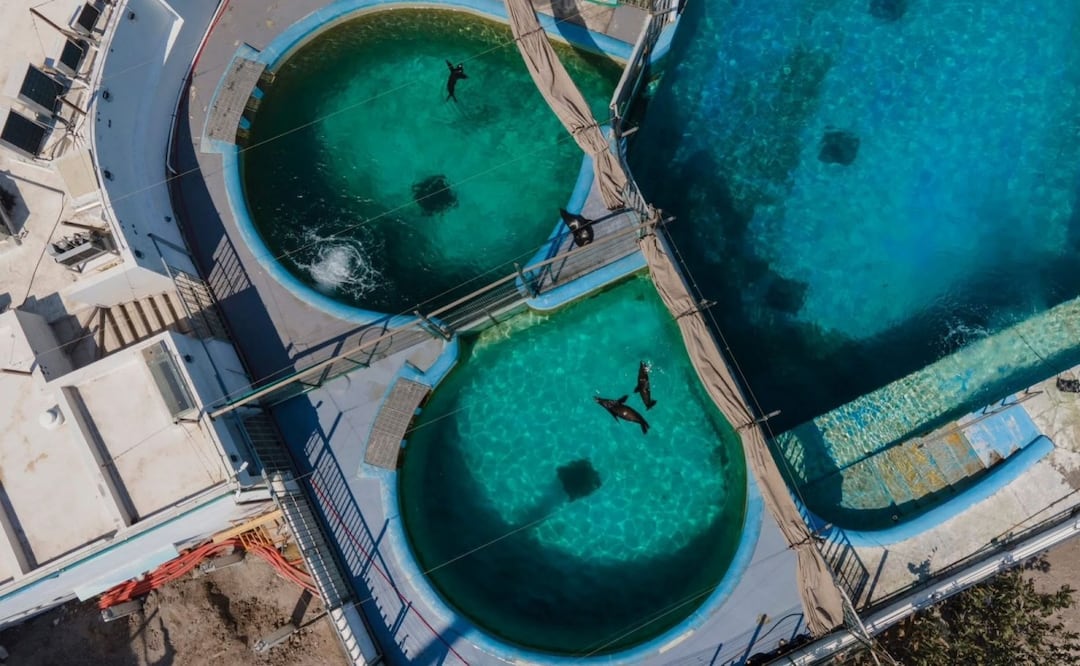 Profepa sanciona al Acuario de Veracruz por maltrato a delfines y lobos marinos (24/10/2025). Foto: Especial