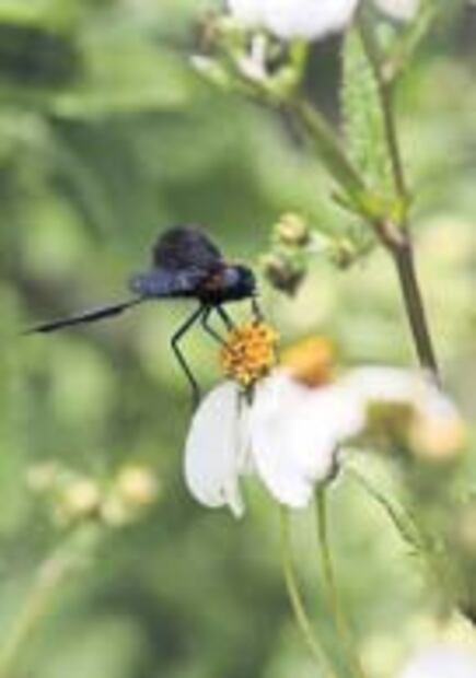 El Foco. Trump y Peña, con cel descompuesto