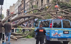 Del calor sofocante a las tormentas; lluvias y fuertes vientos derriban al menos 6 árboles en CDMX