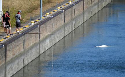 Ambientalistas franceses, en carrera contrarreloj para salvar a ballena beluga atrapada en río Sena