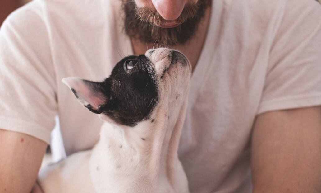 Perro. Fuente: Pixabay.