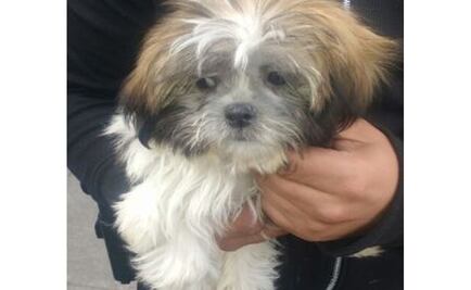 Detienen a tres por robar perro de 30 mil pesos en GAM