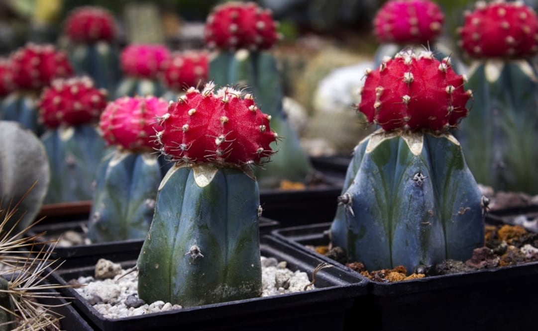 Several species of cacti are threatened because they are extracted for illegal trade, according to SEMARNAT - Photo: Eduardo Trejo/EL UNIVERSAL