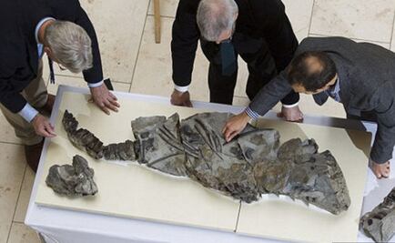 Restos de monstruo marino salen a la luz