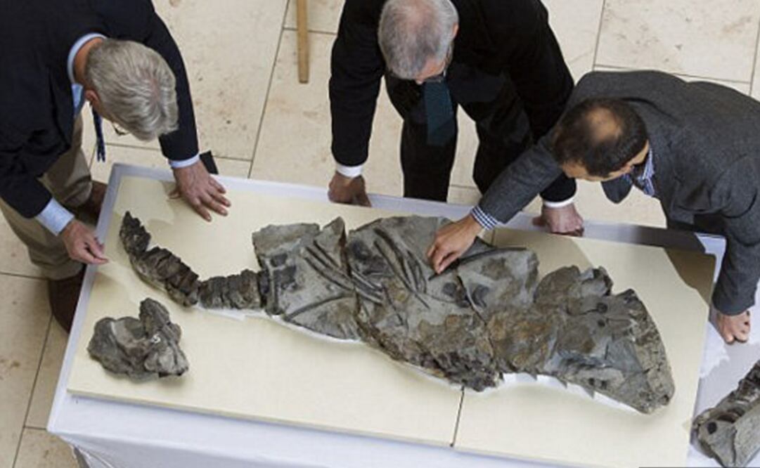 Se trata de un ictiosaurio, familia de reptiles marinos extinguida. (FOTOS: Especiales)