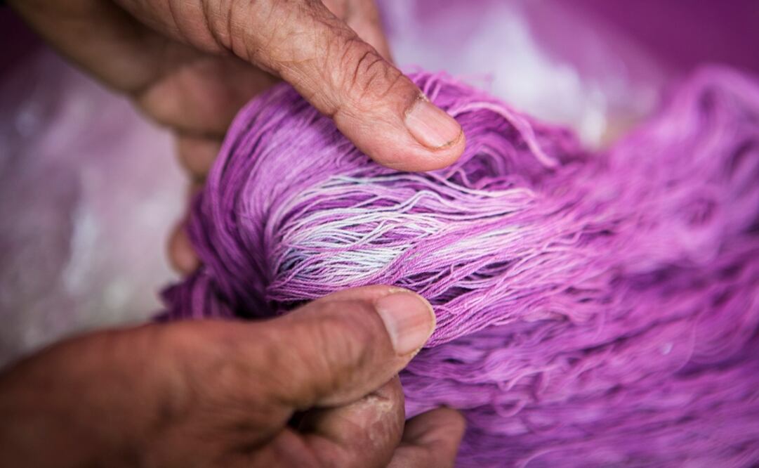 Cotton threads dyed with rock snail fluids – Photo: Mario Arturo Martínez/EL UNVIERSAL