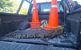 Lagarto de casi dos metros ingresa a predio e intenta atacar a un hombre en Yucatán; autoridades lo capturan