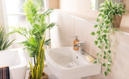 5 plantas que absorben la humedad del baño y refrescan tu hogar