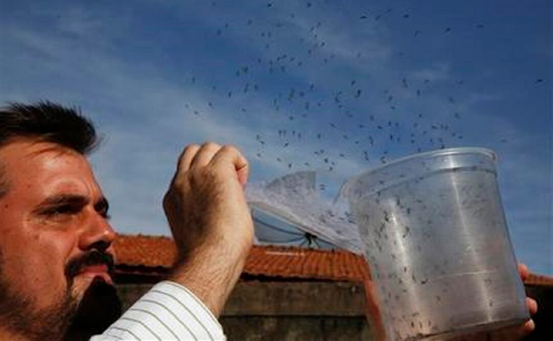 Guilherme Trivellato, from the British biotec company Oxitec, releases genetically modified Aedes aegypti mosquitoes, which are a vector for the spread of the Zika virus, in Piracicaba, Brazil. (Photo: AP)  