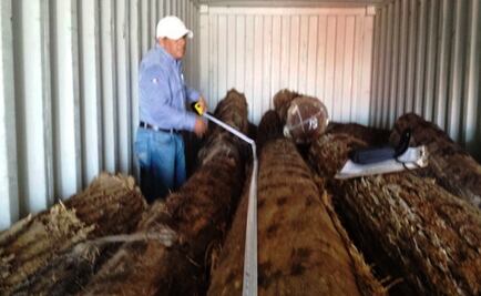 Aseguran 15 m3 de madera; sería exportada a Japón