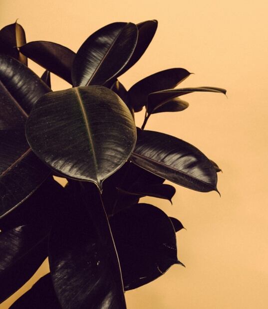 Plantas que además de hermosas purifican el aire de tu hogar