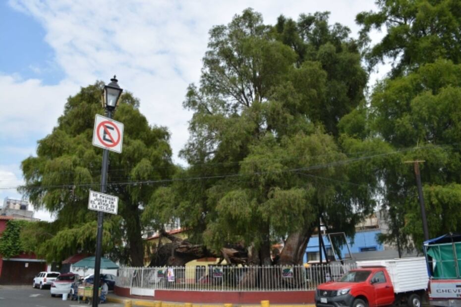 Exigen acciones de conservación para ahuehuete de Xochimilco, patrimonio en riesgo
