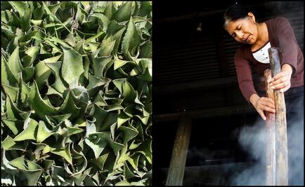 Master mezcal makers to share their knowledge in Mexico City