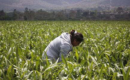 Only 26% of communal landowners in Mexico are women