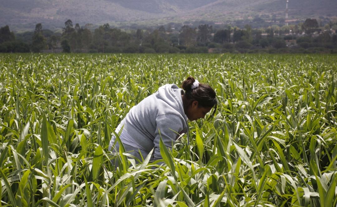 In the state of Yucatán, which has a population that is predominantly Mayan, barely 12.4% of landowners are women - Photo: Eduardo Trejo/EL UNIVERSAL