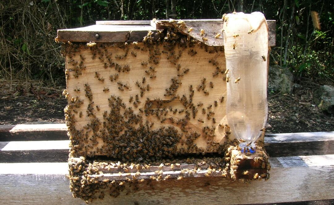 Extinción de abejas comprometería vida humana: ONG