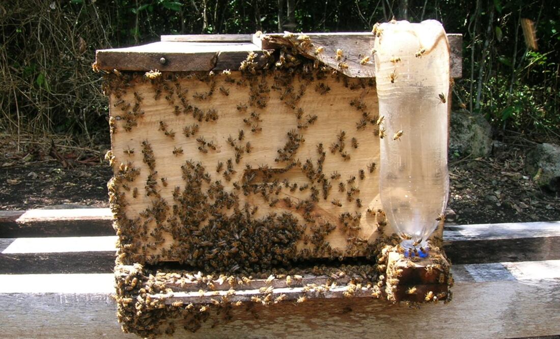 Extinción de abejas comprometería vida humana: ONG