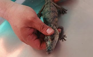 Rescatan a un cocodrilo hallado en parque Tezozómoc; ya es valorado por un veterinario