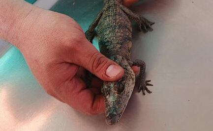 Rescatan a un cocodrilo hallado en parque Tezozómoc; ya es valorado por un veterinario