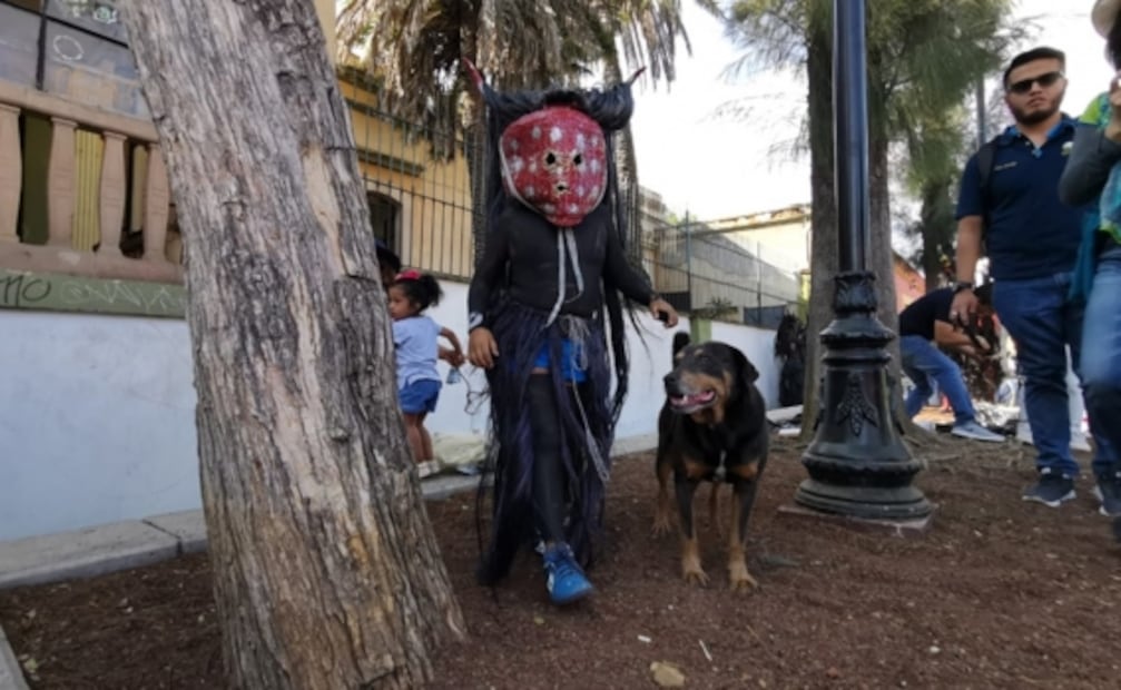 “Mazapán”, de perro callejero a carnavalero
