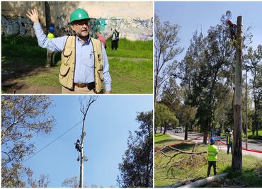 Inicia derribo de árboles dañados en Parque Lomas