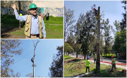Inicia derribo de árboles dañados en Parque Lomas