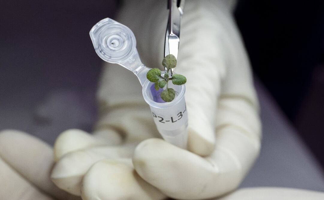 Una planta cultivada que fue analisada en el laboratorio de la institución. Foto: EFE/ Tyler Jones / UF/IFAS/