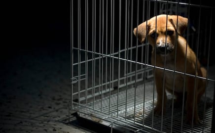 Se sancionará hasta con un año de prisión a quien abandone a un animal en vía pública