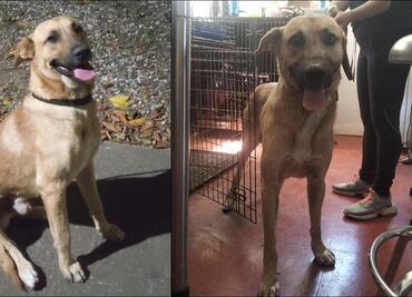 Alebrijes “ficha” al perrito que invadió la cancha: Ya hizo pruebas médicas