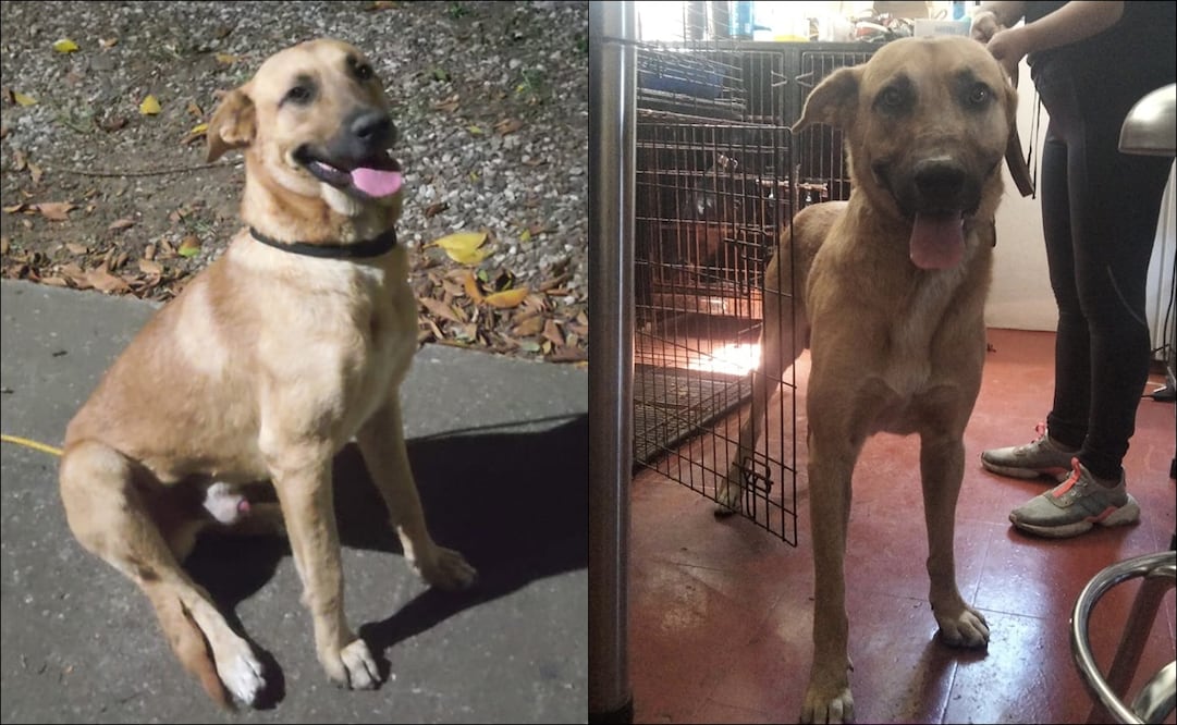 Alebrijes se “refuerza” con el perrito que se metió al terreno de juego / FOTO: @AlebrijesOaxaca