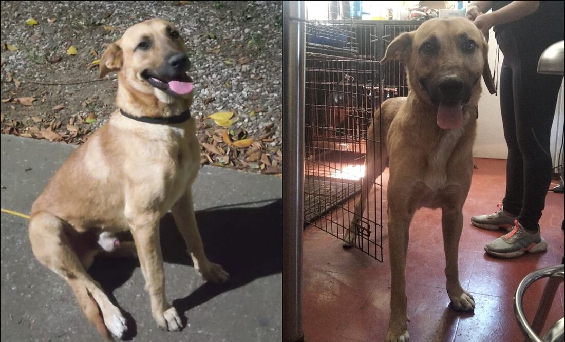 Alebrijes se “refuerza” con el perrito que se metió al terreno de juego / FOTO: @AlebrijesOaxaca