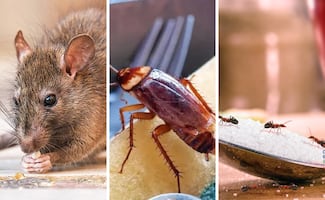 Hogar libre de plagas; 5 métodos infalibles para eliminar cucarachas, ratas y hormigas