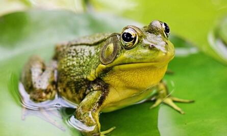 Niña divide opiniones en la red por tener una rana de mascota